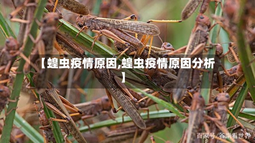【蝗虫疫情原因,蝗虫疫情原因分析】