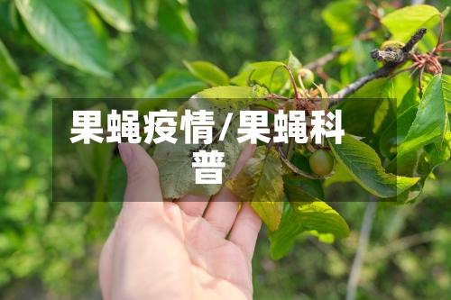 果蝇疫情/果蝇科普
