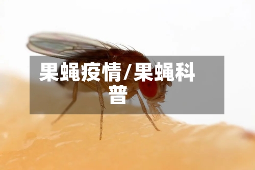 果蝇疫情/果蝇科普-第2张图片