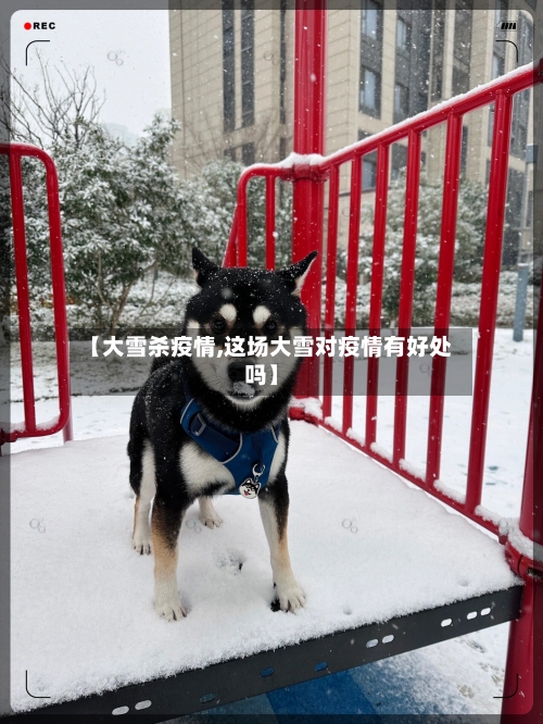 【大雪杀疫情,这场大雪对疫情有好处吗】