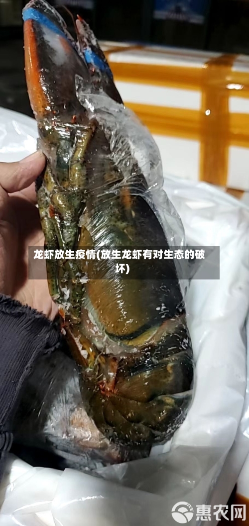 龙虾放生疫情(放生龙虾有对生态的破坏)