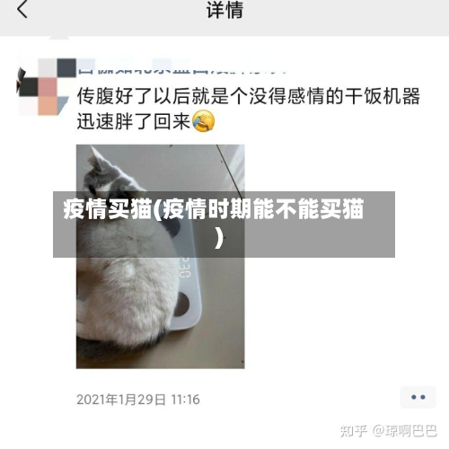 疫情买猫(疫情时期能不能买猫)-第2张图片