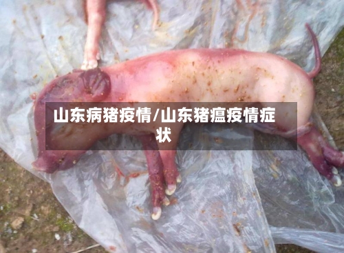 山东病猪疫情/山东猪瘟疫情症状