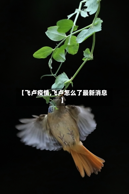 【飞卢疫情,飞卢怎么了最新消息】-第3张图片