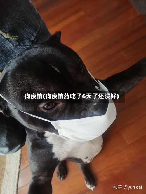 狗疫情(狗疫情药吃了6天了还没好)-第2张图片
