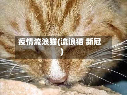 疫情流浪猫(流浪猫 新冠)
