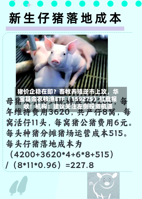 猪价企稳在即？畜牧养殖逆市上攻，华宝基金农牧渔ETF（159275）红盘报收！机构：建议关注左侧投资机遇-第2张图片