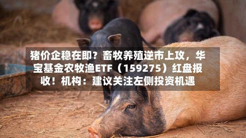 猪价企稳在即？畜牧养殖逆市上攻，华宝基金农牧渔ETF（159275）红盘报收！机构：建议关注左侧投资机遇-第3张图片