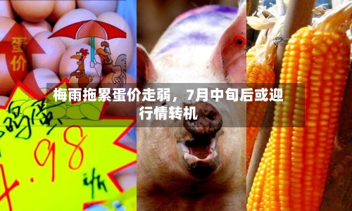 梅雨拖累蛋价走弱	，7月中旬后或迎行情转机-第3张图片