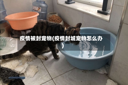 疫情被封宠物(疫情封城宠物怎么办)-第2张图片