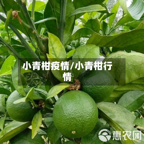 小青柑疫情/小青柑行情-第3张图片