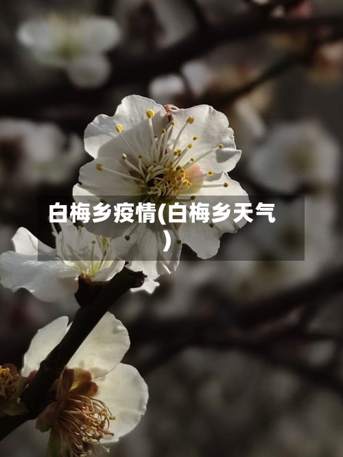 白梅乡疫情(白梅乡天气)-第2张图片