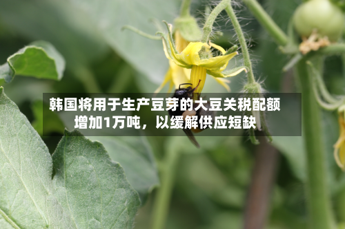 韩国将用于生产豆芽的大豆关税配额增加1万吨	，以缓解供应短缺-第3张图片