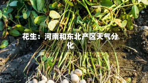 花生：河南和东北产区天气分化-第2张图片