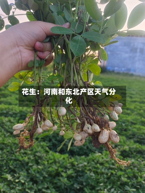 花生：河南和东北产区天气分化-第3张图片
