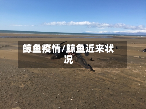 鲸鱼疫情/鲸鱼近来状况