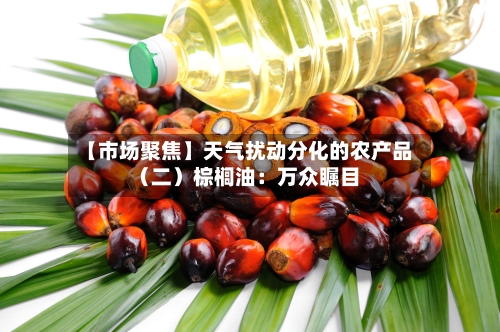 【市场聚焦】天气扰动分化的农产品（二）棕榈油：万众瞩目