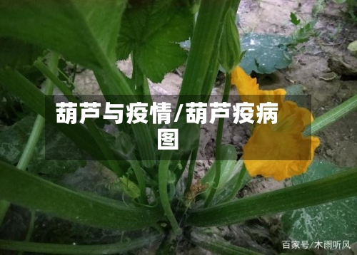 葫芦与疫情/葫芦疫病图-第2张图片