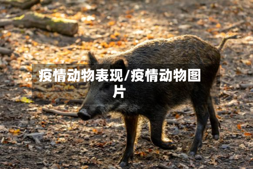 疫情动物表现/疫情动物图片