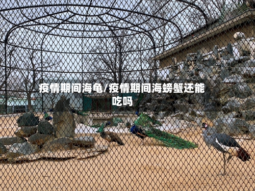 疫情期间海龟/疫情期间海螃蟹还能吃吗