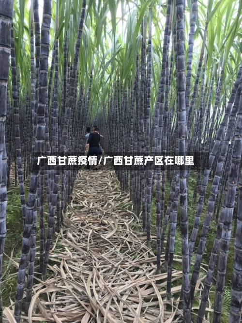 广西甘蔗疫情/广西甘蔗产区在哪里