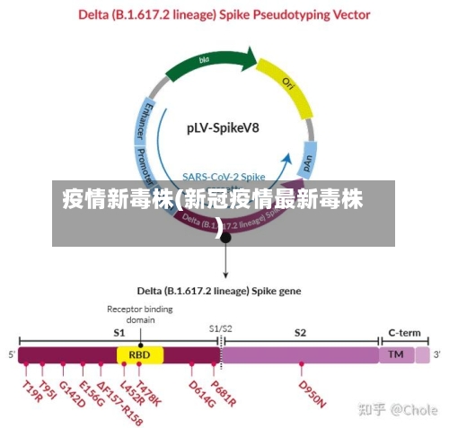 疫情新毒株(新冠疫情最新毒株)
