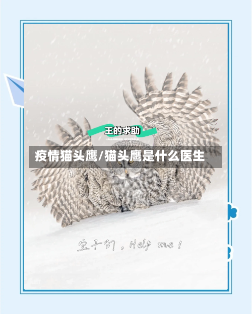疫情猫头鹰/猫头鹰是什么医生