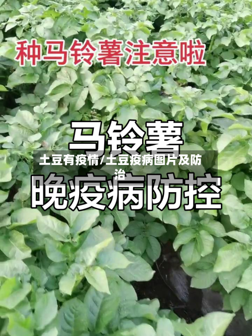 土豆有疫情/土豆疫病图片及防治