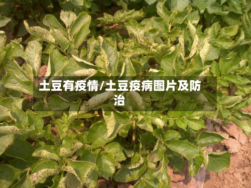 土豆有疫情/土豆疫病图片及防治-第3张图片
