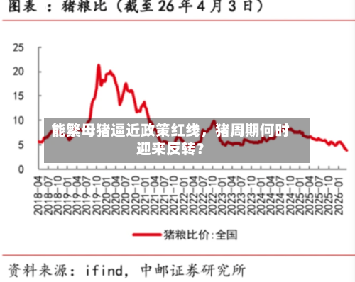 能繁母猪逼近政策红线，猪周期何时迎来反转？-第3张图片
