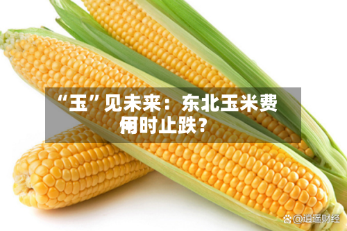 “玉	”见未来：东北玉米费用何时止跌？-第2张图片