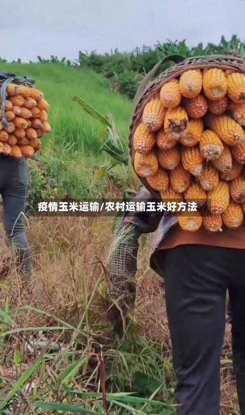 疫情玉米运输/农村运输玉米好方法-第3张图片