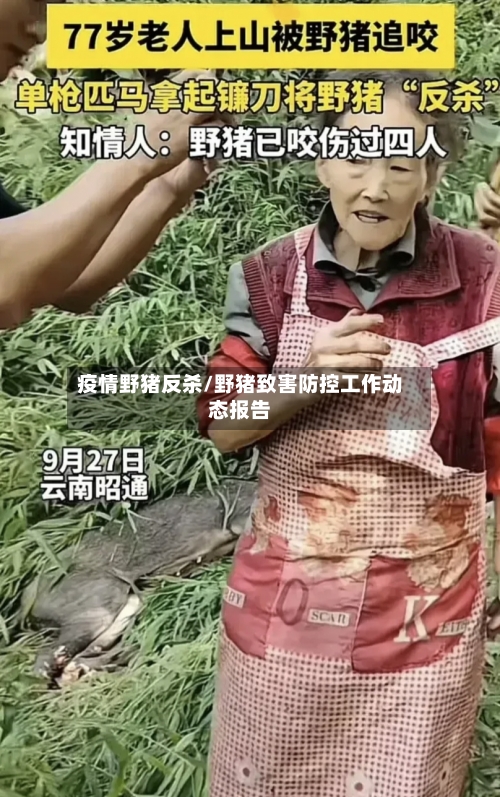 疫情野猪反杀/野猪致害防控工作动态报告-第2张图片
