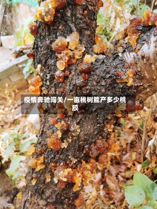 疫情奔驰闯关/一亩桃树能产多少桃胶-第2张图片