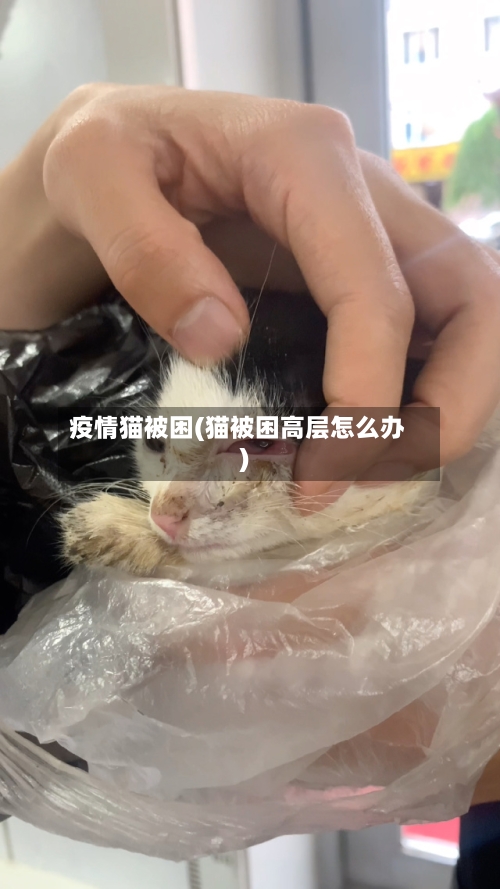疫情猫被困(猫被困高层怎么办)