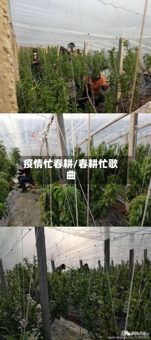 疫情忙春耕/春耕忙歌曲