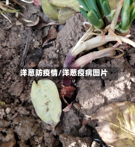 洋葱防疫情/洋葱疫病图片