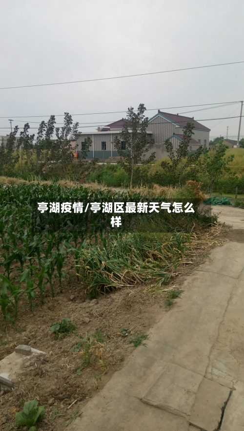 亭湖疫情/亭湖区最新天气怎么样